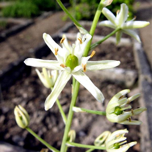 Ornithogalum visianicum Tomm