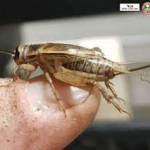 webinar cricket