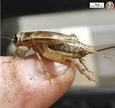 webinar cricket