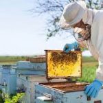 Beekeeping
