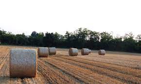 agroenergia-agricoltura circolare