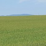campo1