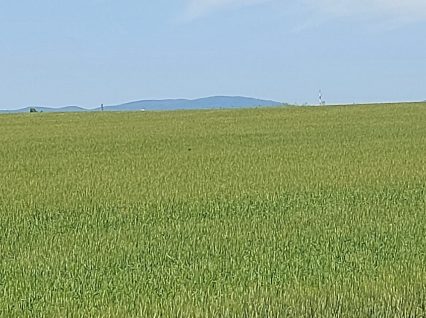 campo1