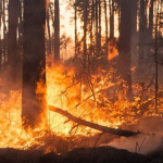 incendi boschivi 31-1-22