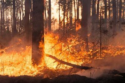 incendi boschivi 31-1-22