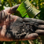 biochar e carbon farming