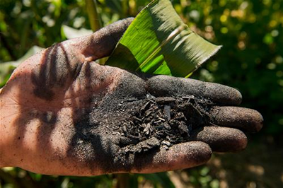 biochar e carbon farming