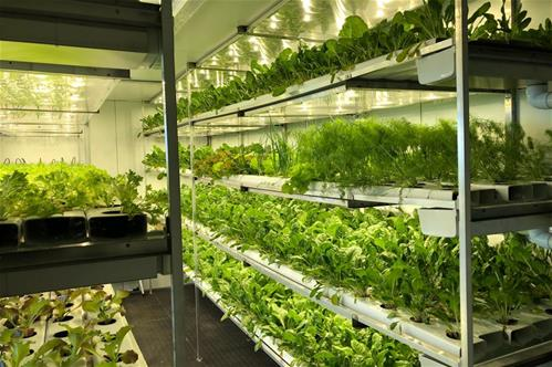 Vertical farming da Georgofili Info